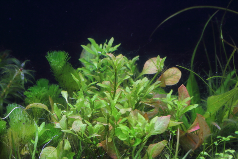 植栽から68日目